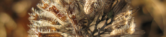 Headline_VerBlume_neu